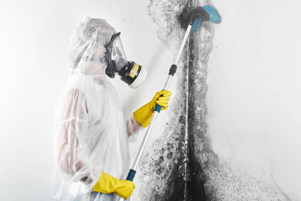 Best Basement Mold Removal  in Dresser, WI