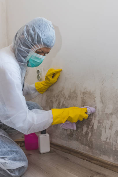 Best Post-Construction Mold Inspection  in Dresser, WI
