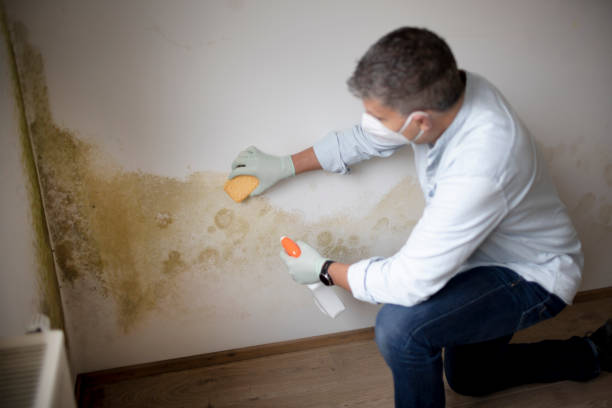 Best Comprehensive Air Testing for Mold Contaminants  in Dresser, WI